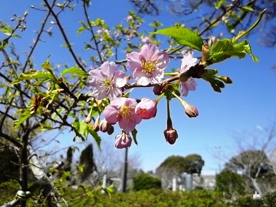 g桜2.jpg