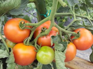赤トマトと青トマト20130001.jpg