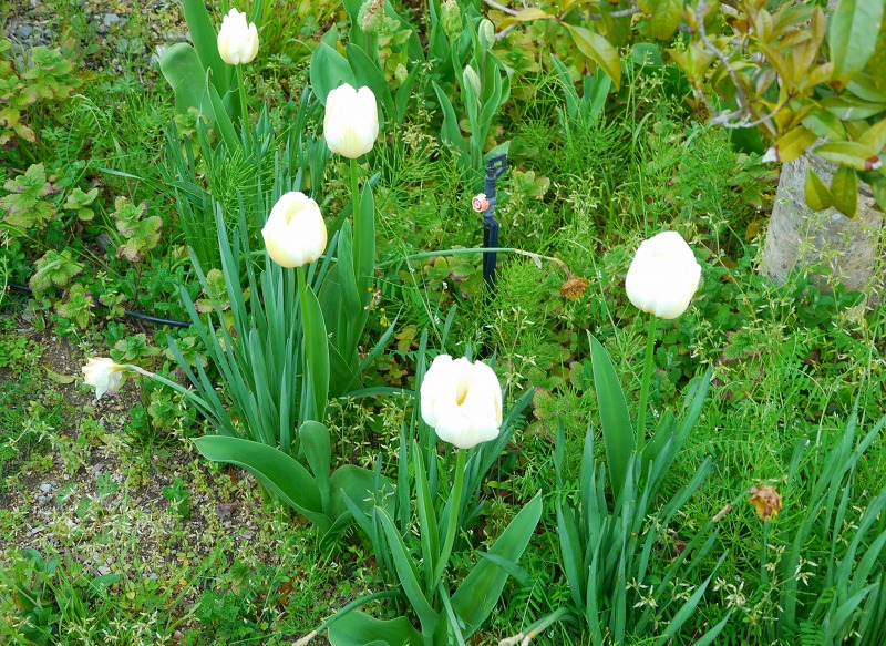 お庭は花盛り5.jpg