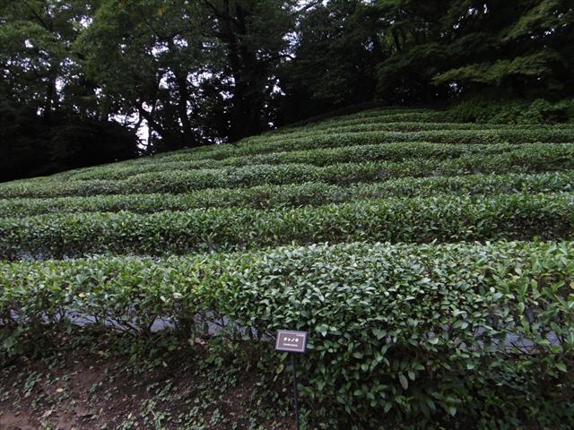 P1310172.JPG