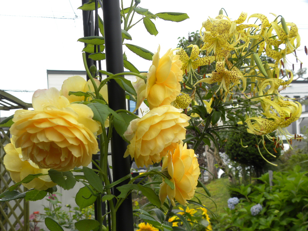 DSCN7943.JPG