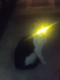 猫の目ビーム！