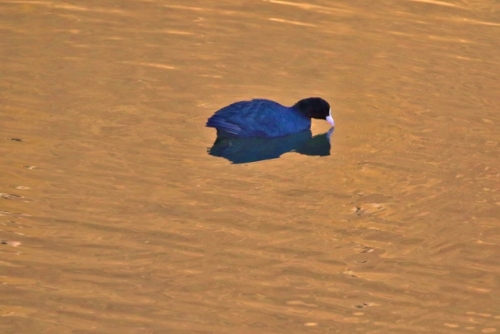 P95A4506 (640x427).jpg