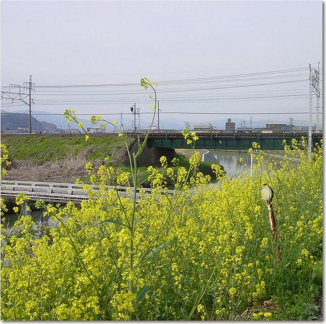 21菜の花鉄橋