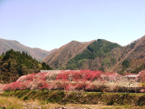 2　山と花桃.jpg