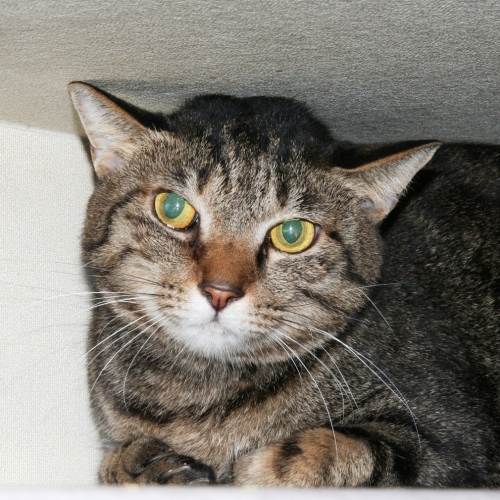 家族紹介用画像フォルダ