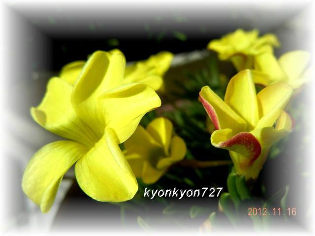 DSCN9781.jpg
