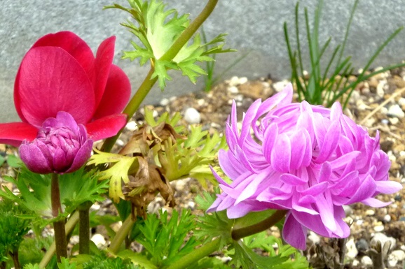 P1030732A.jpg