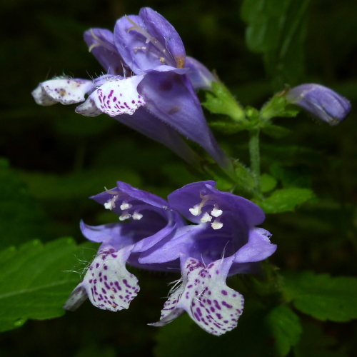 田代山の花220140524.jpg