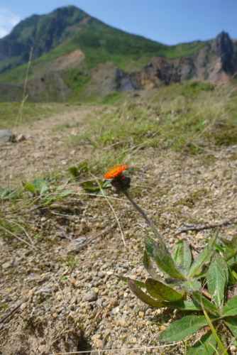 5会津磐梯山の花.jpg