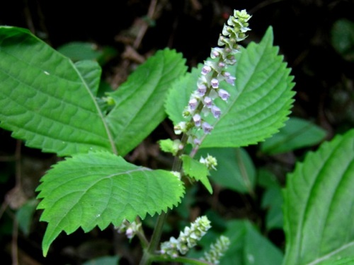 レモンエゴマの花 秋の高尾山での自然観察 続き その32 最終回 しろうと自然科学者の自然観察日記 楽天ブログ