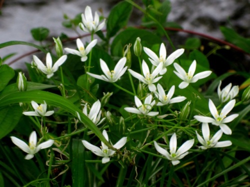花の形がユリ科のアマナに似ているが鱗茎は有毒なオオアマナの花 自然観察の振返り 13 キジカクシ科の植物 第1回 しろうと自然科学者の自然観察日記 楽天ブログ
