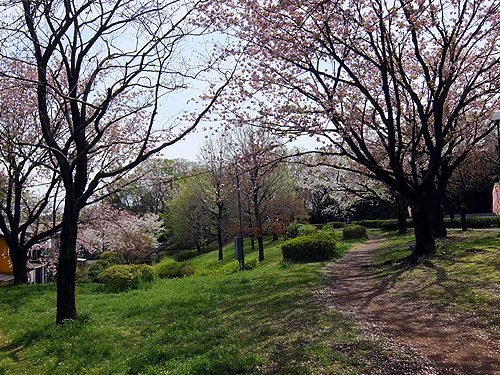 尾根緑道2016年4月桜3.jpg