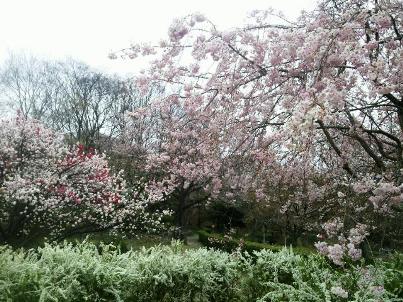 ☆ユキヤナギと桜２.JPG
