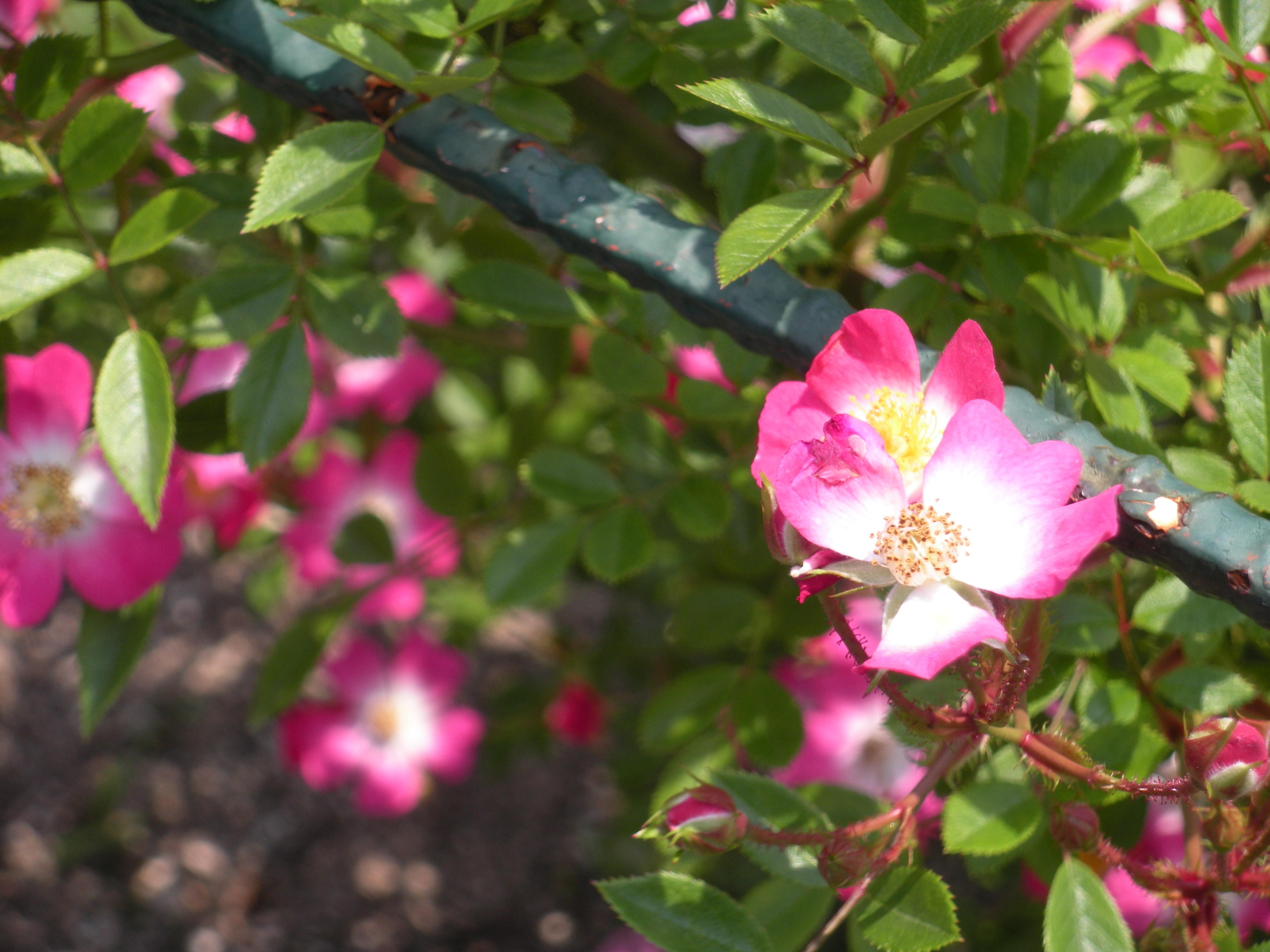DSCN0271.JPG