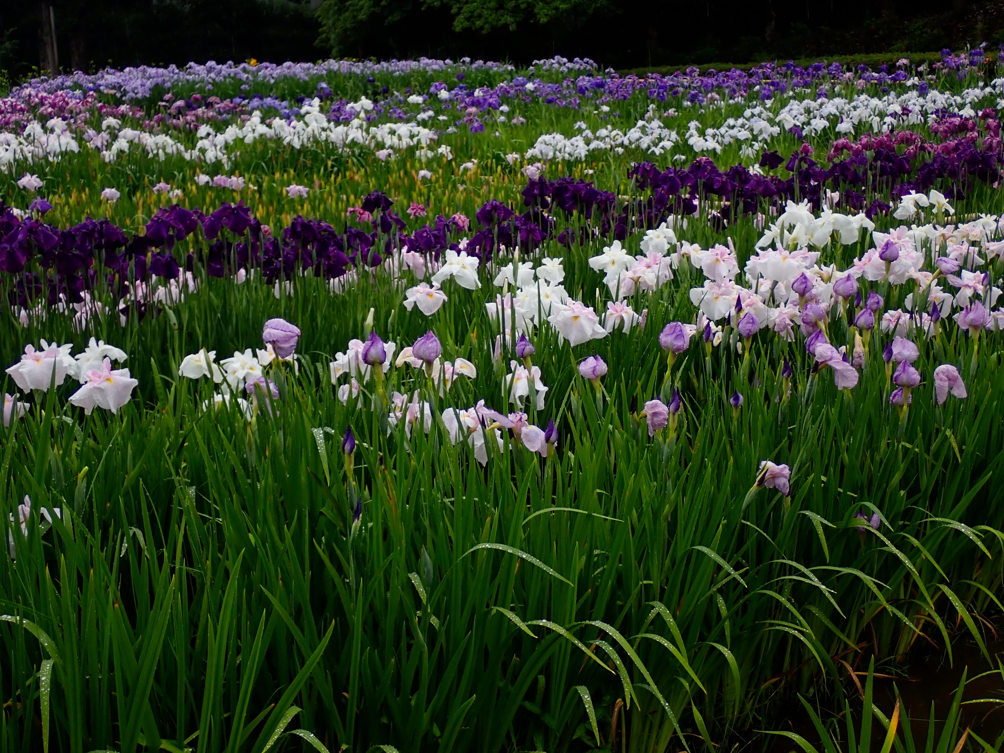 _6100145.JPG