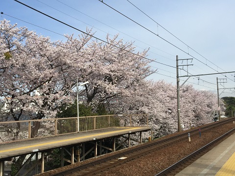 2016桜2.jpg