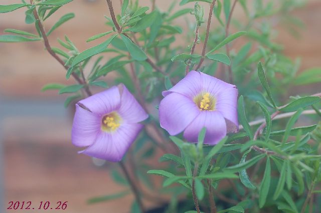 DSC_4241.JPG