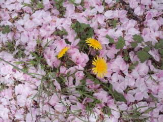桜絨毯にタンポポ20120001.jpg