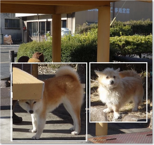 39ワンコの目線R