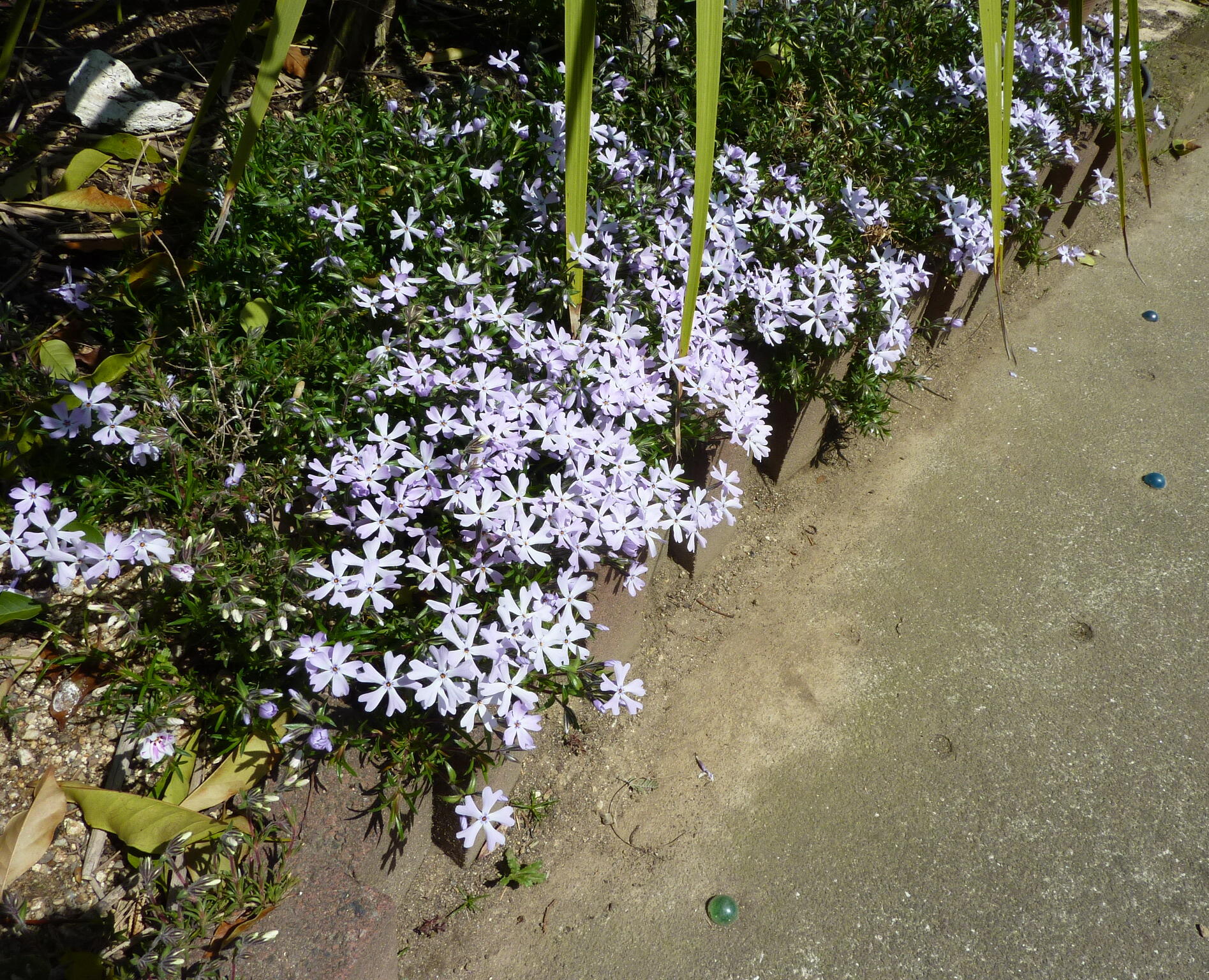 130407-siba-5.jpg