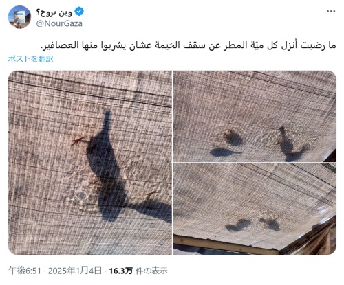 birds in tent gaza.jpg