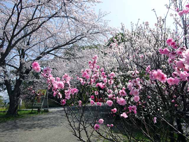 杵築・粟島公園 (57).JPG