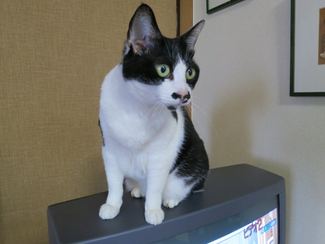 りんごちゃんの決めポーズ「キメ！」.JPG