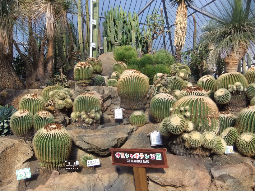 伊豆シャボテン公園１20131201.JPG