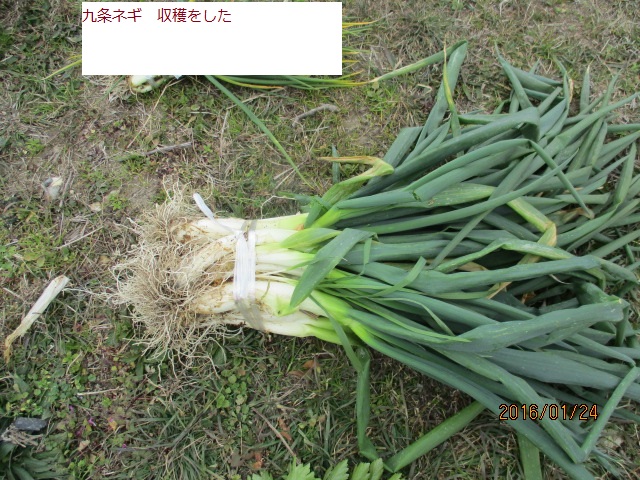 ねぎ.JPG