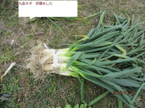 ねぎ.JPG