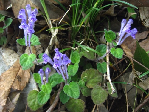 タツナミソウ 立浪草 の花 花の咲き方が 打ち寄せる波が波立った時の泡のように見えることから名づけられたそうです しろうと自然科学者の自然観察日記 楽天ブログ