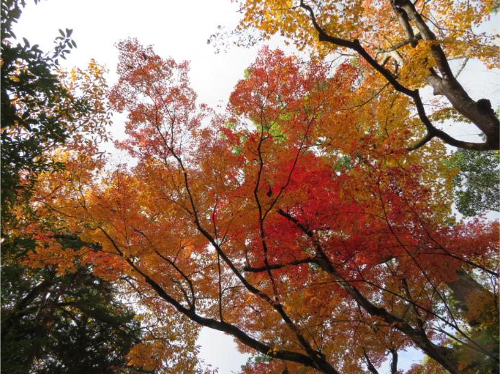 赤山禅寺 (50).jpg