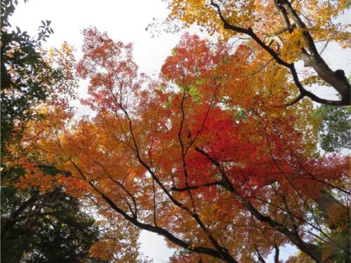 赤山禅寺 (50).jpg