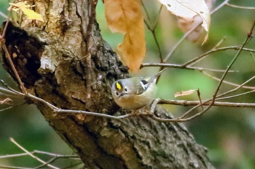 3E1A28032012キクイタダキ.JPG