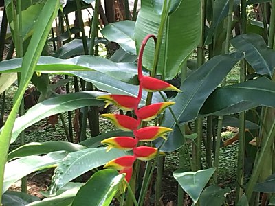 京都府立植物園ﾍﾘｺﾆｱ･ﾛｽﾄﾗﾀ2.jpg