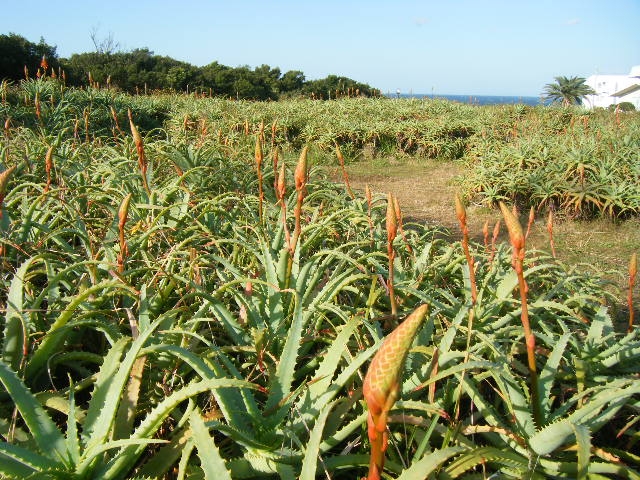 白浜温泉 アロエ公園 (2).JPG