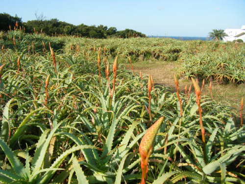 白浜温泉 アロエ公園 (2).JPG