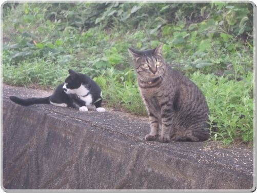 在りし日のトラ君_0335.jpg