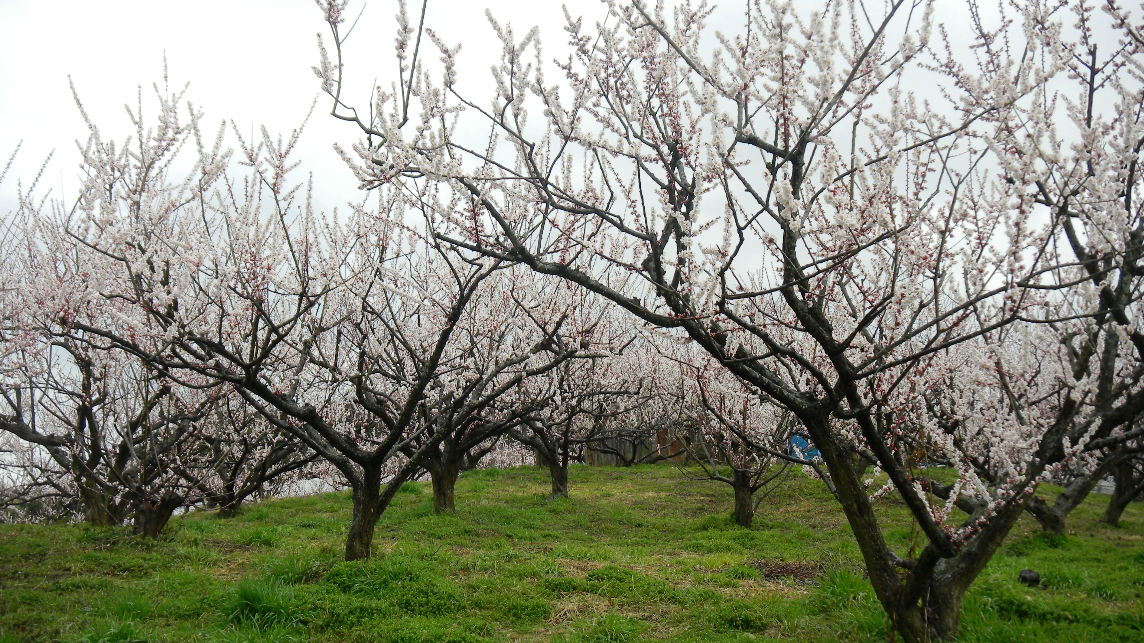 034名阪国道南側の梅林 (2).JPG