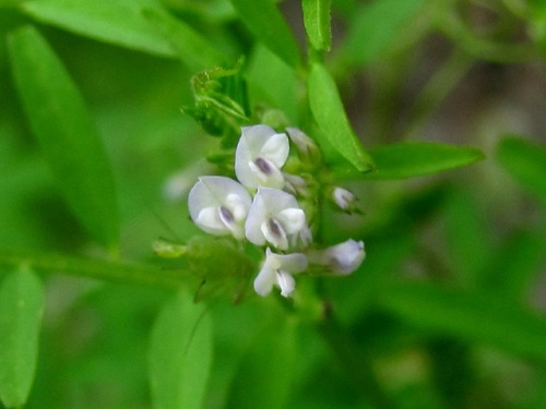 スズメノエンドウの花 草丈や花がカラスノエンドウより小さいので カラス 烏 に対してスズメ 雀 の名を付けたそうです しろうと自然科学者の自然観察日記 楽天ブログ