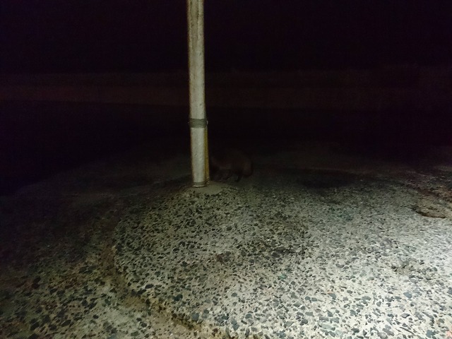 showPhoto (640×480)