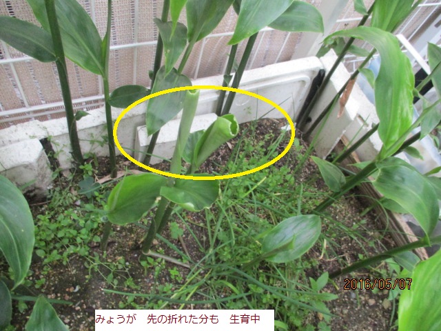 みょヴがおれ.JPG