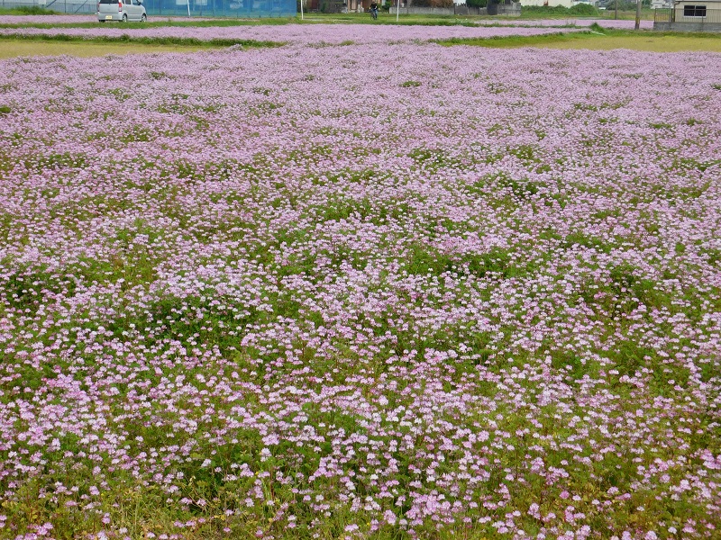 コピー - DSCN1504.JPG