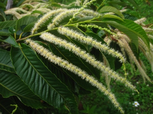 クリの花 クリは雌雄同株 雌雄異花で 花序につくほとんどの花は雄花ですが 花序の基部に雌花が咲きます 気仙沼大島での自然観察 その6 しろうと自然科学者の自然観察日記 楽天ブログ