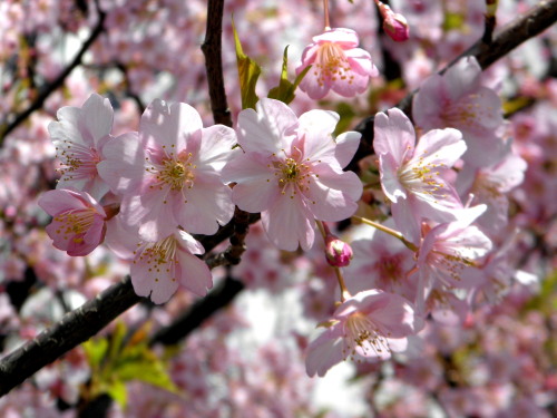 丸紅の河津桜１　12.03.20.jpg