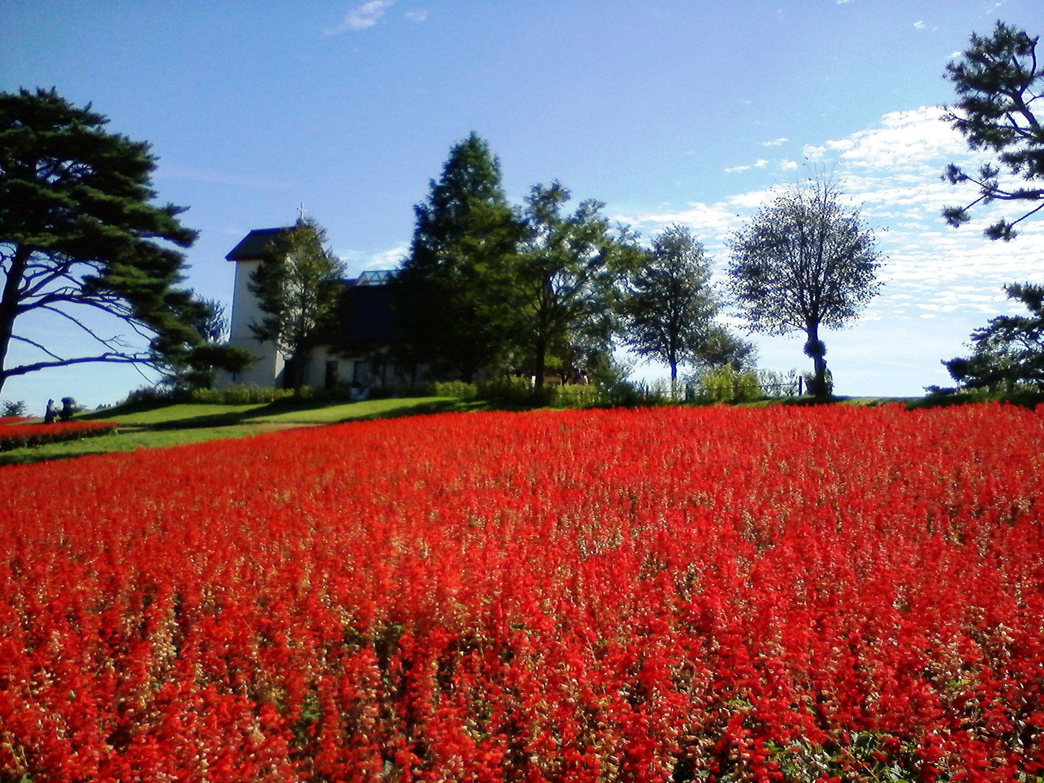 ヤクライガーデン2016年 (15).JPG