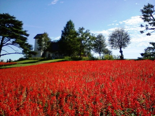 ヤクライガーデン2016年 (15).JPG