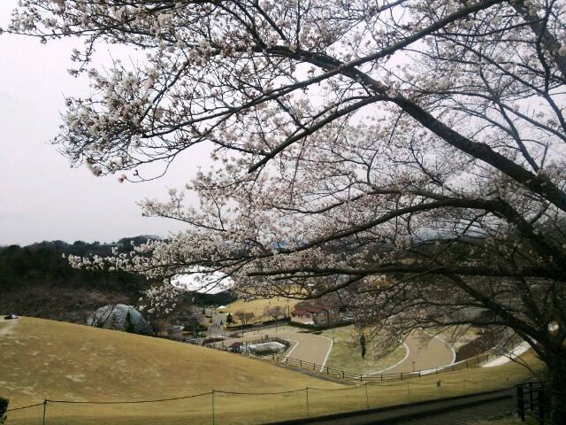 ☆　広い公園.JPG