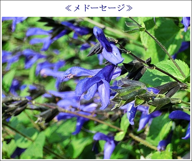 メドーセージCIMG0784.JPG